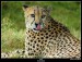Gepard_III_by_IBgrafiX.jpg