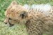 gepard-cheetahs-22g.jpg