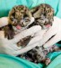 090326-baby-clouded-leopard-pictures_big.jpg