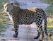 luangwa-safari-leopard-32580.jpg
