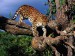 Tree_Climber%2C_Amur_Leopard.jpg