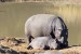 32_hippo.jpg
