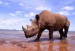 457_nosorozec-dvourohy-1blackrhino.jpg