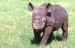 463_nosorozec-dvourohy-mlade-black-rhino.jpg