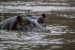 693_hroch-obojzivelny-hippo-hippopotamus-amphibius.jpg