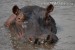 694_hroch-obojzivelny-hippo-hippopotamus-amphibius-1.jpg