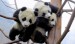 453428_panda-pandy.jpg