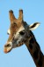 Giraffe_01.jpg
