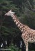 giraffe_2694.jpg