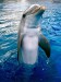 [obrazky.4ever.sk] delfin, voda 138688.jpg