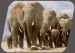 slony.jpg